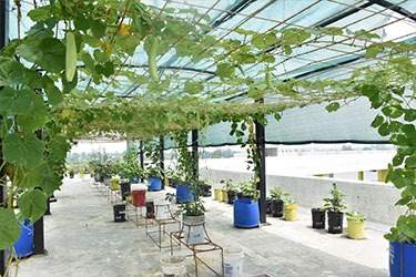Terrace Gardening