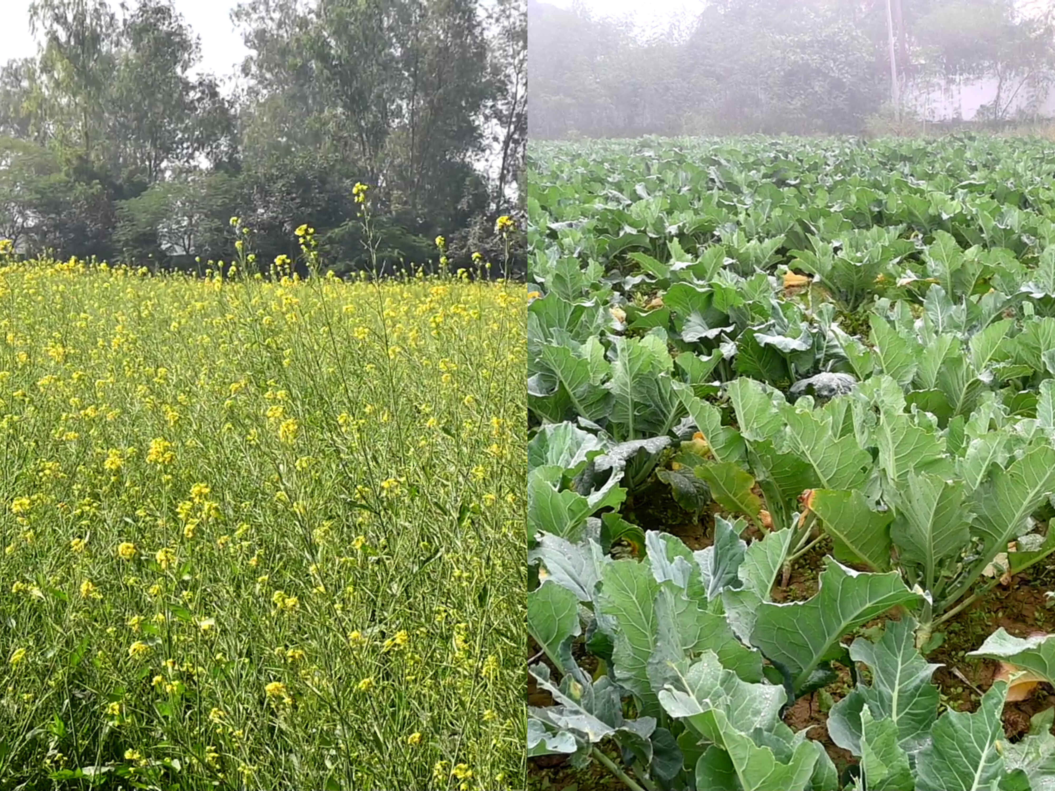 Best School In Bhagwanpur